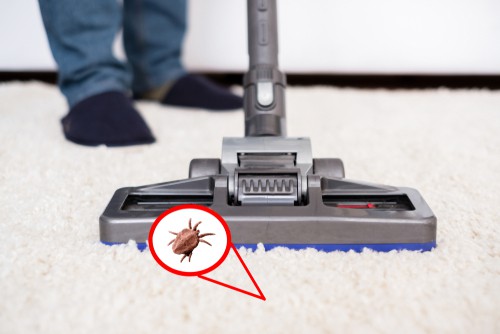 Dust mite in Carpet