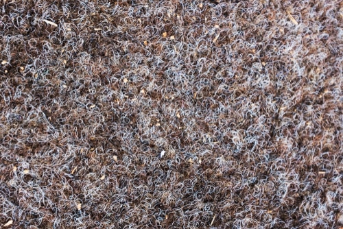 Triexta Carpet