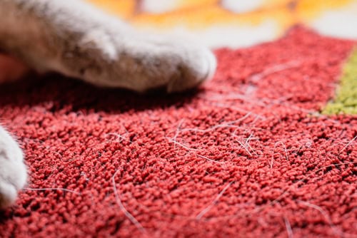 Understanding Carpet Allergies